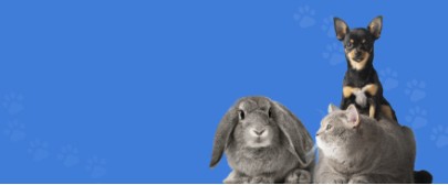 Експерт зі здоров’я домашніх улюбленців