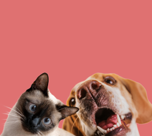 Здорове харчування, лікувальні дієти